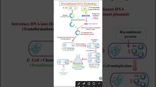 Recombinant DNA Technology  Recombinant DNA Technology class 12 [upl. by Aihtnic875]