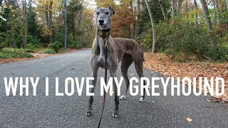 THINGS I LOVE ABOUT MY GREYHOUND [upl. by Aisinoid537]