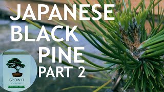 Japanese Black Pine from the quotGrow Itquot Bonsai Seed Kit Part 2 [upl. by Aicelav]