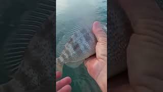 Pig Fish shortvideo fishing saltwaterfish pigfish [upl. by Shear]