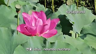 연꽃 💝 lotus nelumbo nucifera [upl. by Lesig]