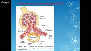 Fisiologia Renal  Autorregulação da Filtração Glomerular [upl. by Millur76]