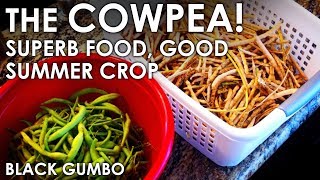 The Wonderful Cowpea  Beneficial Crop and Tasty Too  Black Gumbo [upl. by Serica]