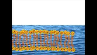 Self Assembly of a Phospholipid Bilayer [upl. by Einaeg91]