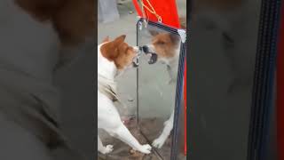 🤣🤣 angry dog youtubeshorts trinding virelshort comedy funnyvideo funnydogs [upl. by Eugnimod]