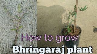 How to grow bhringaraj plant at home [upl. by Xantha]