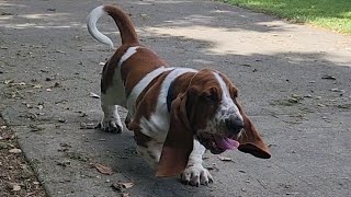 Baby Basset cant stop running [upl. by Haidabej]