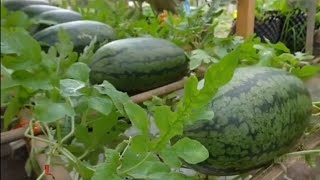 how to grow watermelon 🍉 at home watermelon farmingfruits harvesting [upl. by Tullus]