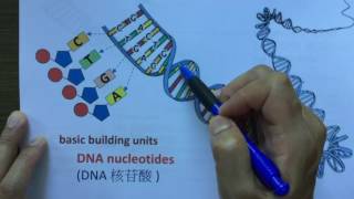 Lo Sir Teaching DSE Genetics 1  DNA structure [upl. by Linden998]