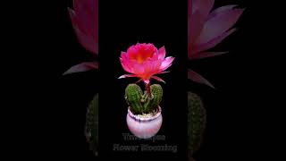 Stunning Cactus Flower The Secret Behind the Thorns Timelapse flowers nature shots [upl. by Curry]