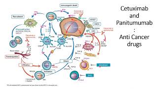 Anti Cancer commercial drugs Comparison of Panitumumab and Cetuximab mechanism of action Code 412 [upl. by Kcirrad]