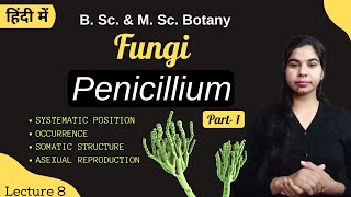 Fungi  Penicillium Part1  in Hindi  Botany  B Sc amp M Sc [upl. by Zerlina720]