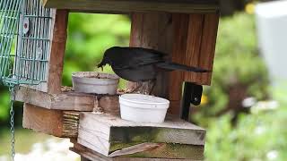 Catbird gathering mealworms for her babies [upl. by Brad]