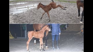 Meeting Océana My New Foal [upl. by Delaryd]