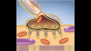 Muscular System The Neuromuscular Junction [upl. by Hopkins37]