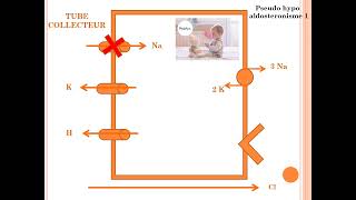 tubulopathies Du Tube Collecteur [upl. by Farrica413]