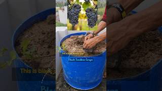 Black Seedless Grape ytshorts garden kitchengarden terracegarden seedlessgrape grape shorts [upl. by Leandra]