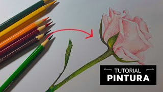 Pintura de ROSA REALISTA com Lápis de cor Faber Castell Escolar tutorial completo [upl. by Esinrahs666]