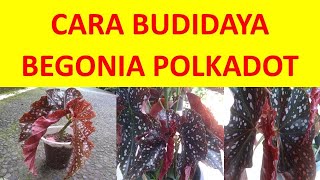 Cara Perbanyakan Dan Budidaya Begonia Polkadot Atau Begonia Makulata [upl. by Aeht580]