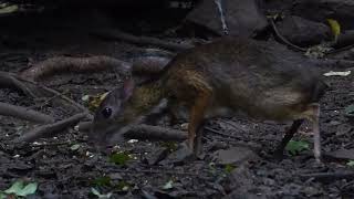 Lesser Oriental Chevrotain Tragulus kanchil Birds Hide Kaeng Krachan Thailand 20 Sept 2024 [upl. by Sonnie]