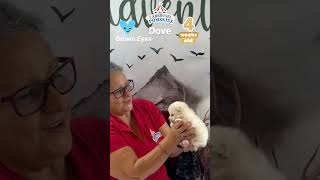 Dove the pomsky 4 week puppy update husky pomskylife pets pomskydog pomskylove siberianhusky [upl. by Lupien]