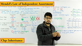 Inheritance of two Traits  Dihybrid cross  Mende Law of independent Assortment  Genetics [upl. by Moses]