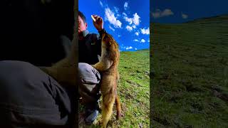 Cute Wild animal bobak marmot or prairie dog 428 [upl. by Charmian]