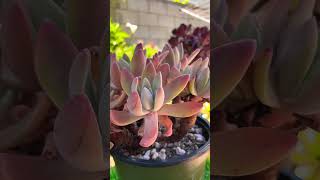 Dudleya Farinosa cluster old trunk plants garden bonsai aeonium gardening succulent shorts [upl. by Valera]