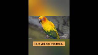 Meet the Colorful Sun Parakeet  Fun Facts and Care Tips🤩 shorts [upl. by Einnahc477]