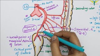 Inferior Mesenteric ArteryIMA  Abdominal Aorta Branch  Hindgut Blood Supply [upl. by Zednanreh]