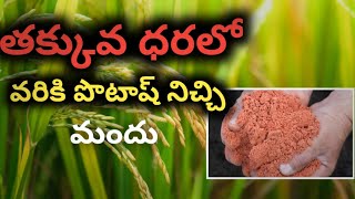 తక్కువ ధరలో వరికి పొటాష్ నిచె మందు  Potash fertilizer uses in paddy  0 0 50 potash  Boom auxin [upl. by Eimar738]