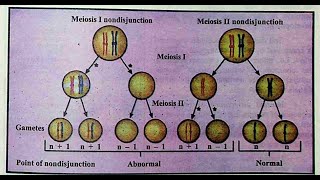 Importance of meiosis nondisjunction and cell death [upl. by Lossa344]