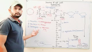 Structure of Cell Wall in ProkaryotesBacteria in Hindi [upl. by Ohnuj318]