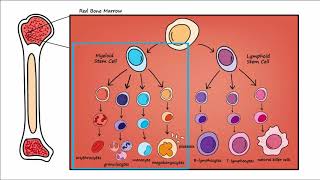 Leukemia  Overview [upl. by Sergeant921]