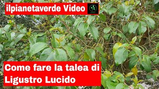 Come riprodurre per talea il Ligustro Lucido Ligustrum Lucidum [upl. by Ajin]