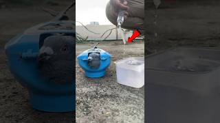 Pigeon medicine 💊🕊️video  pigeon kalapati kabutar shorts [upl. by Chapland821]