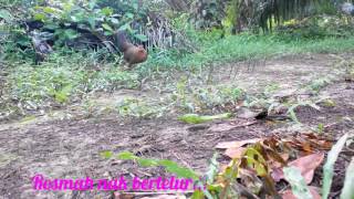 Ayam Hutan Pikat Betina 79 Black Junglefowl [upl. by Elletnahc291]