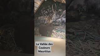 Nature Park in Mauritiusmauritius foryou mauritius nature lavalléedescouleurs summervibes [upl. by Haakon]