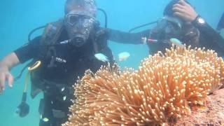 Scuba Diving  Havelock Island Andaman [upl. by Kcirre]