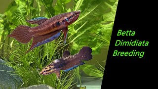 Betta dimidiata breeding [upl. by Meirrak]