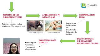 ALCALOSIS MECANISMOSHOMEOSTASIA [upl. by Stickney]