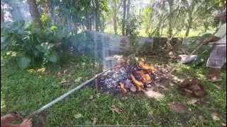 Roasted native pig 🐖 baboy ramo lechon Philippines 🇵🇭 [upl. by Tilden684]