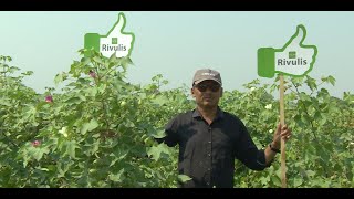 Rivulis Drip Irrigation in cotton  Hindi  Gujarat  Rivulis Irrigation India Pvt Ltd [upl. by Fredrick]