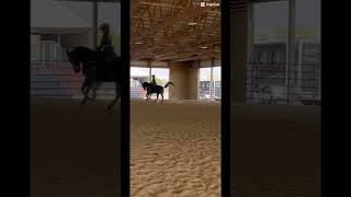 She did so good at the show ￼ blowup horse equestrian [upl. by Shoemaker188]