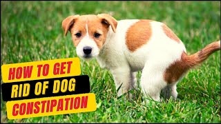 Natural Remedies For Dogs Constipation Safe Natural amp Faster Result [upl. by Enitnatsnoc13]