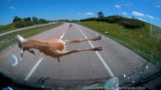 Hitting a deer at 70mph WARNING graphic content [upl. by Corkhill990]