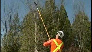 How to prune young trees [upl. by Morissa]