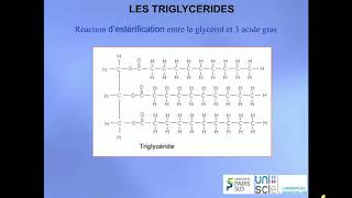 TRILOGIQUE Semaine 6 Vidéo 3 La synthèse des lipides [upl. by Aduh728]