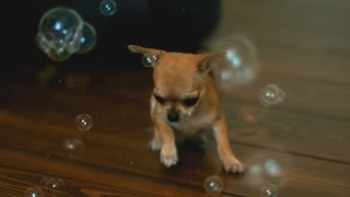 Chihuahua Bubbles  Some Cute Slow Motion [upl. by Laerol]