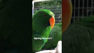 The Magic of Eclectus Parrots During Spring  You Wont Believe It [upl. by Blanka]